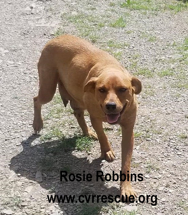 Rosie Robbins